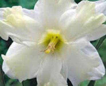 Нарцис (Narcissus) Cassata